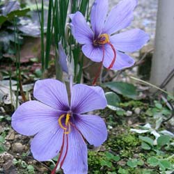 Crocos Azafrn - Crocus Sativa